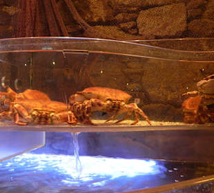 Live lobsters at the entrance to the restaurant