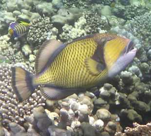 Schnorcheln Marsa Alam