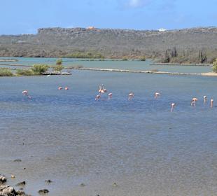 Flamingos bei Jan Kok