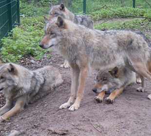 Wolfcenter