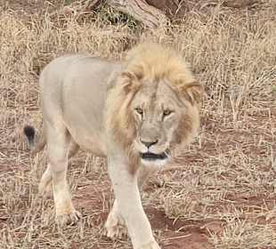 Löwe in Taita Hills 