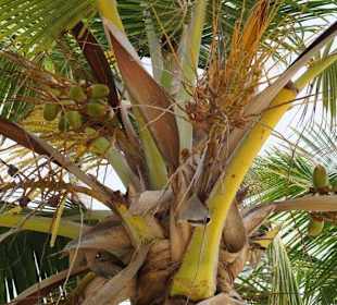 Nicht weit vom Hotel Luxury Bahía Príncipe Ámbar Don Pablo C