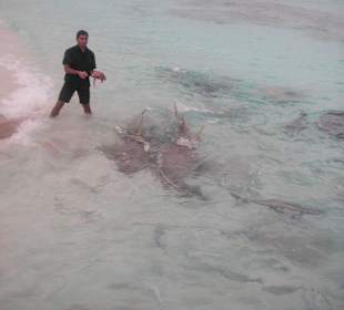 Die allabendliche Fischfütterung um 18 Uhr