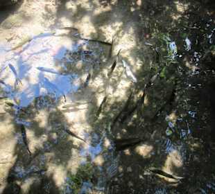 Trockenzeit, wenig Wasser, kleiner Fall