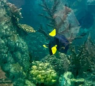 Glasbodenboot Tour Hurghada