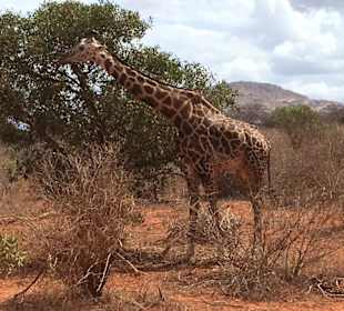 Unsere erste Giraffe