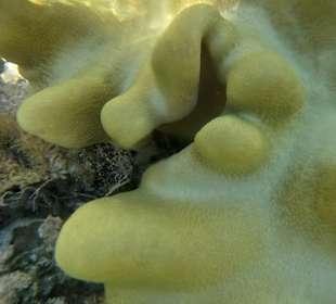 Schnorcheln Hurghada