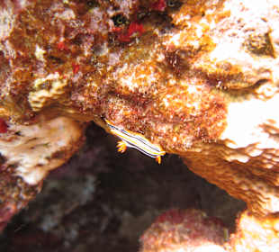 Shaab Marsa Alam