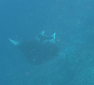 Mantarochen