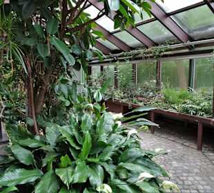 Rundgang durch das Palmenhaus des Rosengartens