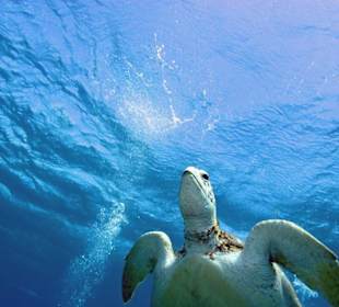 Karettschiltkröte am Hausriff Hotel Jaz Solaya Resort