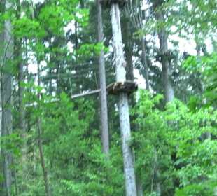 Hochseilgarten Hallwangen