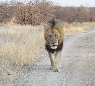 An der S101 nahe dem  Shingwedzi Camp