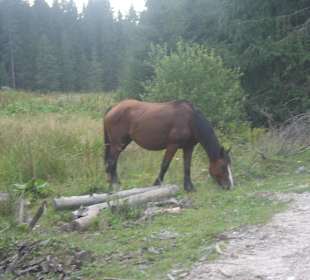 Parcul Natural Apuseni