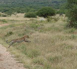 Leopard im Tsavo Wst