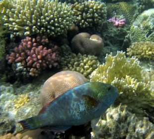 Am Nordriff Brayka Bay