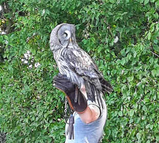 Adler- und Wolfspark Kasselburg