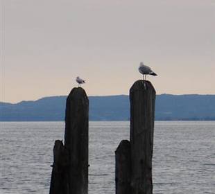 Möwen am Gardasee