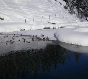 Enten, Gänse und vieles mehr...