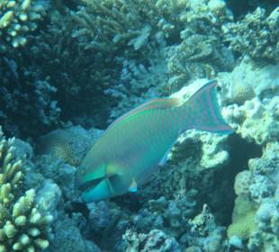 Hausriff Arabia Azur Resort