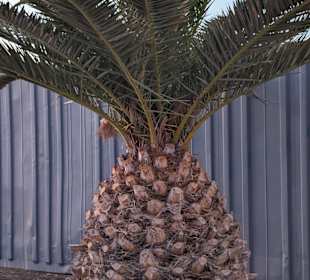 Stadtrundgang Tarajalejo 