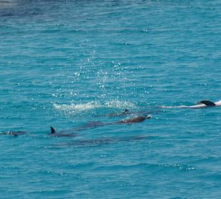 Delfine mit bester Laune