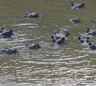 Safari in der Masai Mara