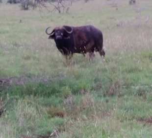 Sarova Salt Lick Game Lodge