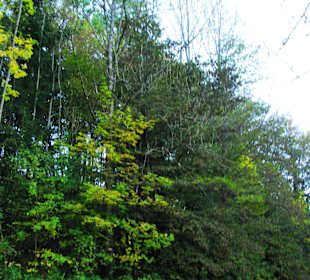 Entlang an den Wäldern