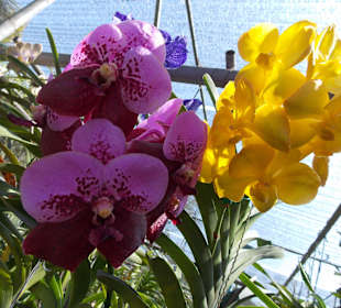 Orchideenfarm