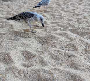 Praia de Nossa Senhora da Rocha