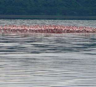 Flamingos - Lake Nakuru