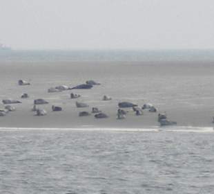 Seehundbank Tegeler Plate