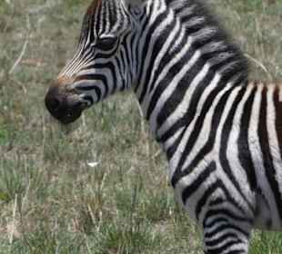 Safari in der Masai Mara
