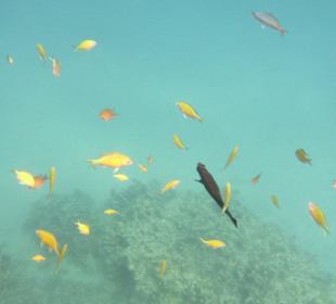 Das Aquarium direkt am Steg