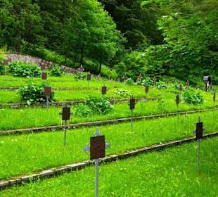 Der Plöckenpass 06-2011