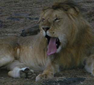 Man immer diese Tourists