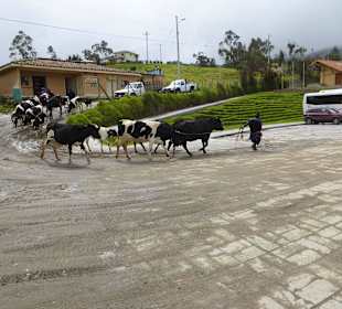 Diese Herde lief mitten über den Parkplatz