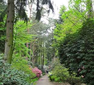 Impressionen aus dem Rhododendronpark Gristede