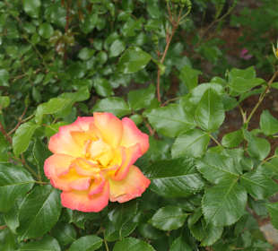 Unterwegs im Victoria-Park in Berlin Kreuzberg