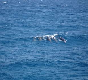 Wellenreiten der Delfine in Hurghada 