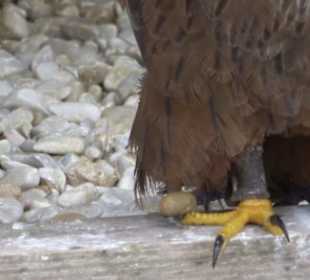 Malta Falconry Centre