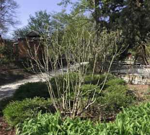 Palastgarten