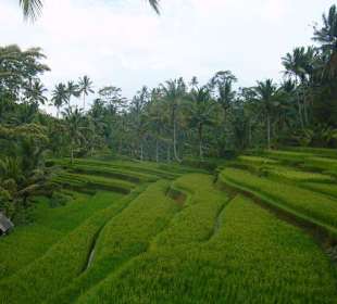 Reisterrassen von Ubud