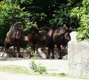 Tierpark Hagenbeck