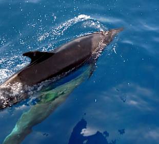 Delfine am Jolanda Reef