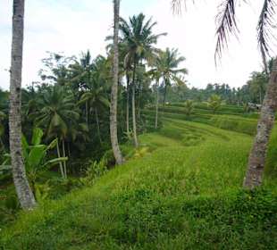 Reisterrassen von Ubud