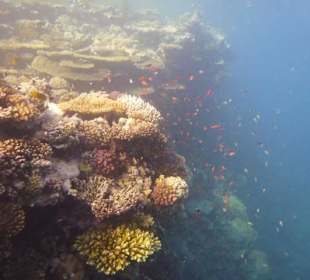 Delfinausflug mit Mo