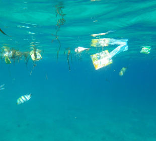 Müll im Riff