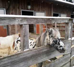 Gut Aiderbichl Pferde